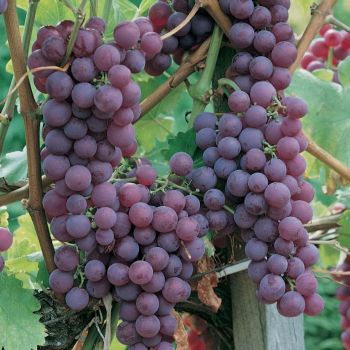 Grape Red Fresh 1Kg, IMPA Code:000528