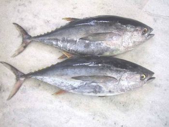 Tuna Fish Whole Frozen, IMPA Code:000768