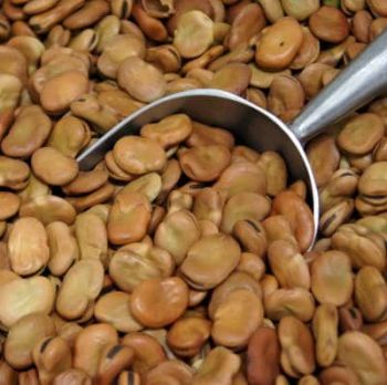 Beans Broad Dry 1Kgs, IMPA Code:003201