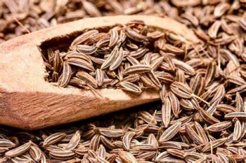 Caraway Seed 100Grms/Pkt, IMPA Code:006408