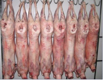 Mutton Carcass Ewe Mk Under, IMPA Code:007405