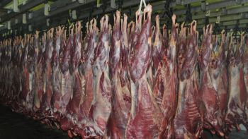 Mutton Carcass Wether, IMPA Code:007403