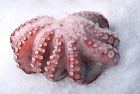 Octopus Large Frozen, IMPA Code:001158